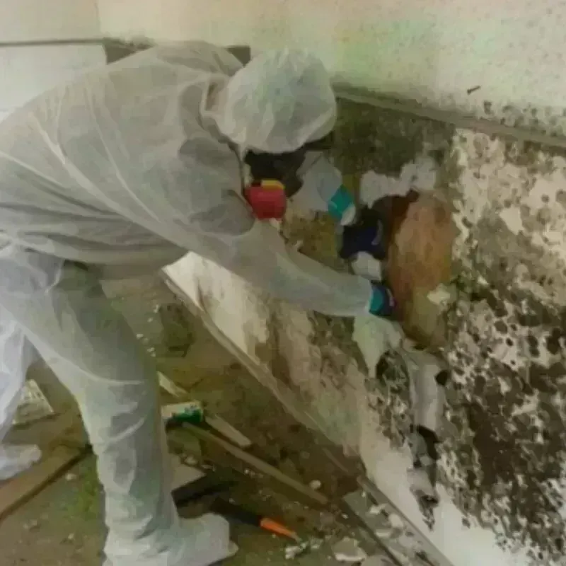 Mold Remediation and Removal in Fortville, IN